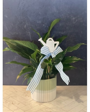 Thank You Lily Plant