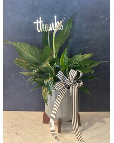 To Say Thank You Plant