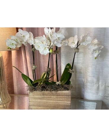 Large 4-Plant Orchid Plant