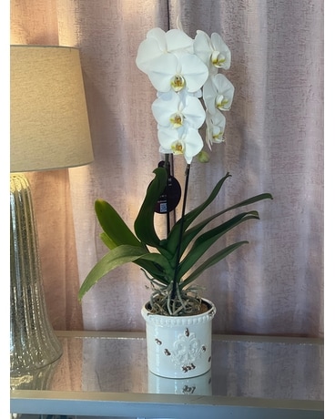 Cascading Large Orchid Plant Plant