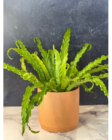 Bird's Nest Fern Planter! Plant