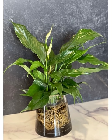 Modern Lux Glass Vase Peace Lily Plant
