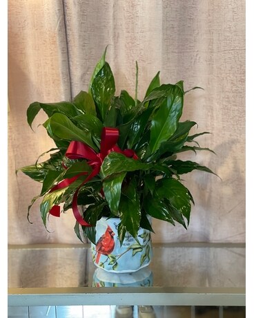 Cardinal Peace Lily Plant