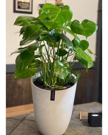 philodendron pink princess vs pink princess marble Philodendron Pink Princess Marble Notched & Blotched | Houseplants