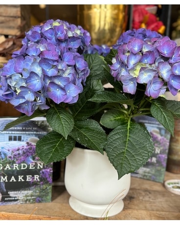 Purple Hydrangea Plant in Sewickely PA - Heritage Floral