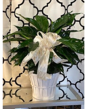 Large Peace Lily Plant Plant