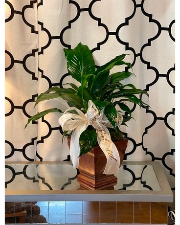 Medium Peace Lily Planter Plant