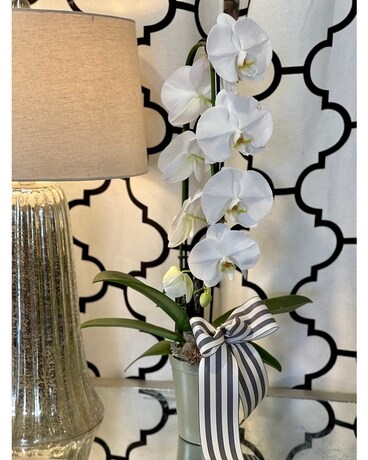 Large Waterfall Orchid Plant