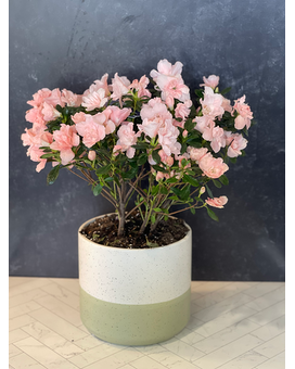 Pink Spring Blooming Azalea Pottery Plant