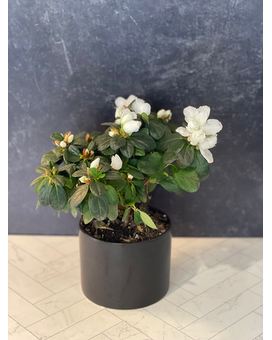 White Live Azalea Plant Plant