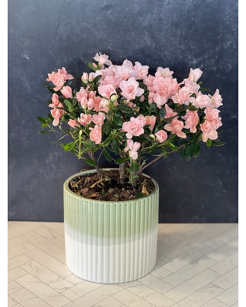 glass vase for plants 4