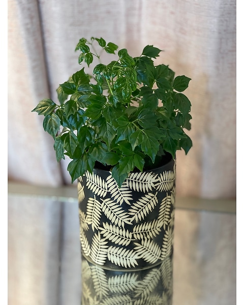 China Doll House Plant in Sewickely PA - Heritage Floral Shoppe & Flower  Delivery