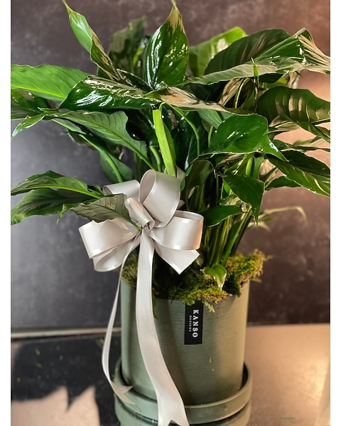 Heritage Signature Peace Lily in Sewickely PA - Heritage Floral Shoppe &  Flower Delivery