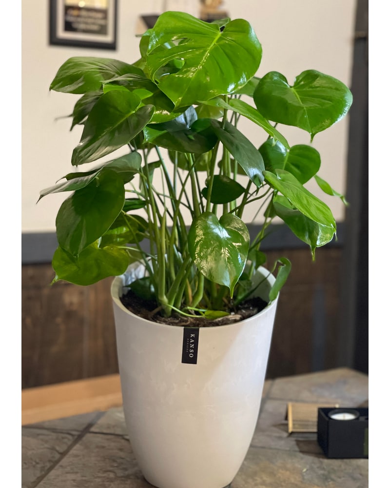 Large Monstera Planter ( Swiss Cheese Plant) in Sewickely PA