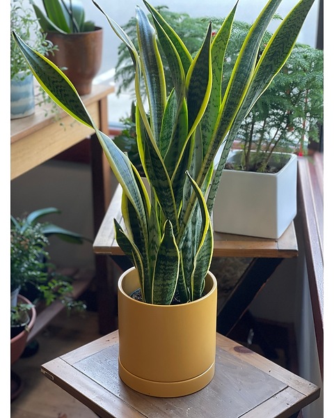 Snake Plant -Planter & Matching Watering Dish in Sewickely PA - Heritage  Floral Shoppe & Flower Delivery