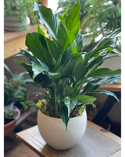 Natural Stone Taupe Peace Lily Planter in Sewickely PA - Heritage Floral  Shoppe & Flower Delivery