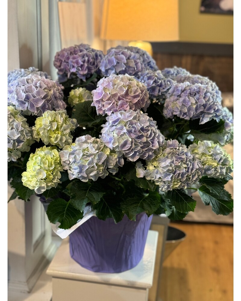 Hydrangea Blue XL Plant SOLDOUT in Ambridge PA - Heritage
