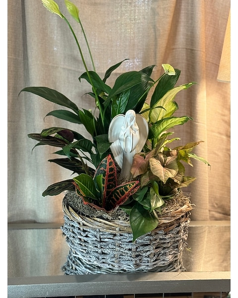 white flower lily Giant White Calla Lily