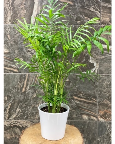 Bella Palm Plant Plant