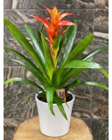 Bromeiliad Plant