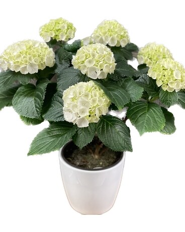 Hydrangea Plant White Dish Garden Plant