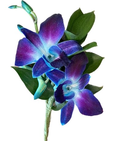 Blue Orchid Boutonniere Boutonniere