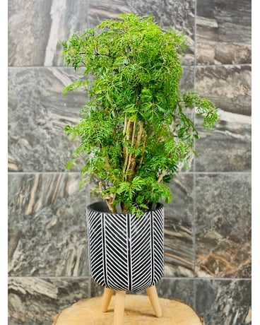 Aralia Plant Plant