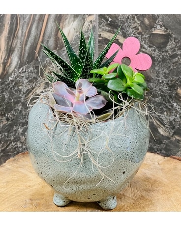Summer Succulent Planter Dish Garden Plant