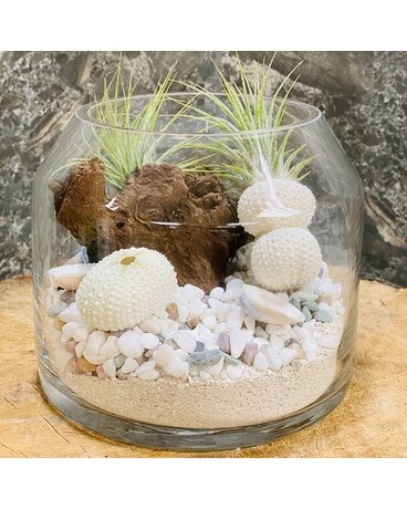 Tillandsia Garden Dish Garden Plant