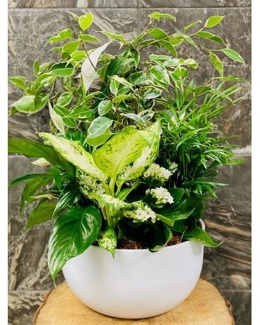 White Tropical Planter Dish Garden Plant