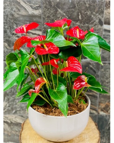 Anthurium Garden Dish Garden Plant