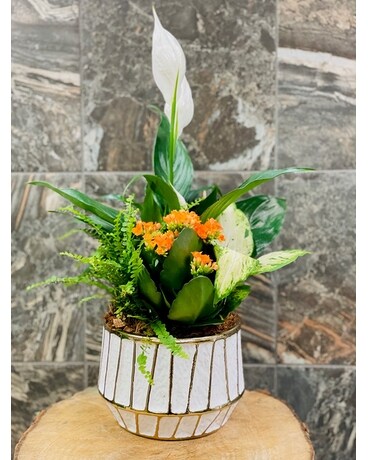 Golden Peace Planter Plant