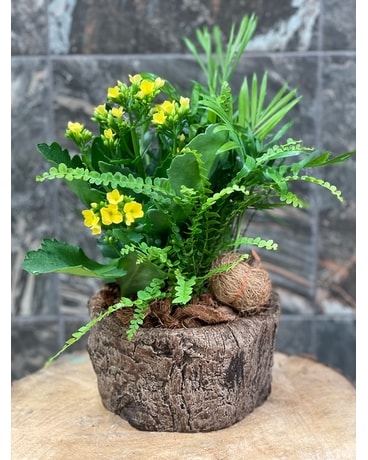 Autumn Forest Planter Plant