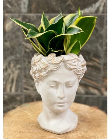 Grecian Sansevieria Plant