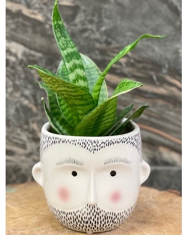 Super Sansevieria Plant