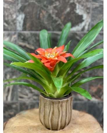Guzmania - Petit Plant