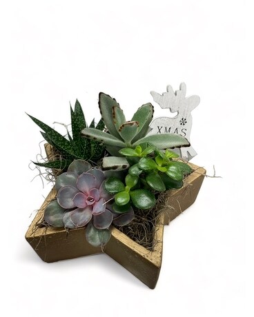 Star Succulent Planter Dish Garden Plant