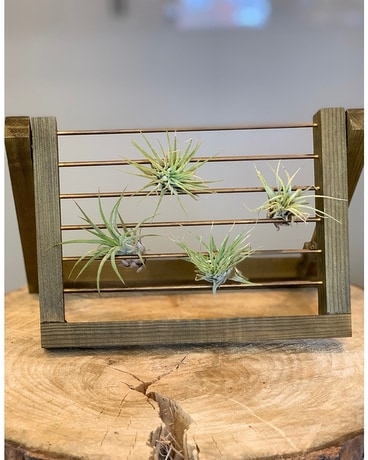 Air Plant Ladder Plant