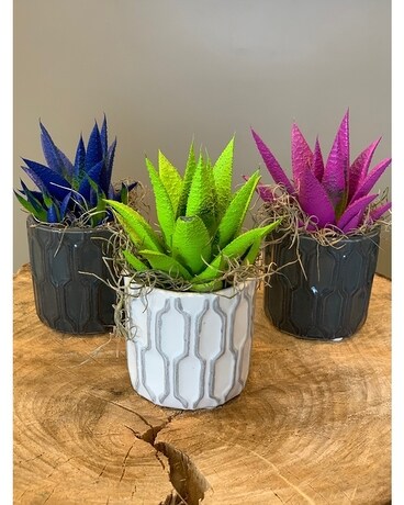 Painted Succulents Plant