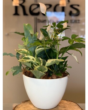 Peace Lily Planter Dish Garden Plant