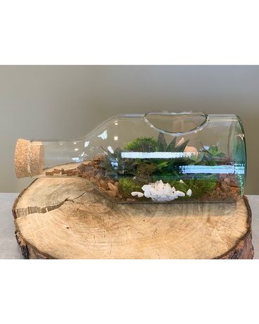 Ship In A Bottle Dish Garden Plant