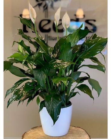 Small Spathiphyllum In Ceramic Plant