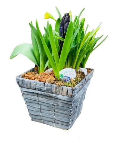 It Feels like Spring Bulb Garden Dish Garden Plant