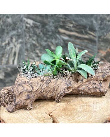 Large Log Planter Dish Garden Plant