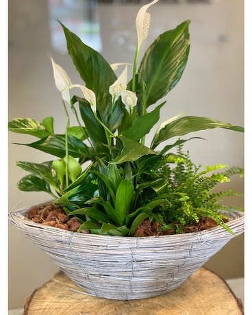 Peace Lily Boat Planter Dish Garden Plant