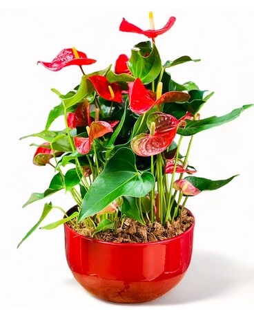 Anthurium Garden Dish Garden Plant