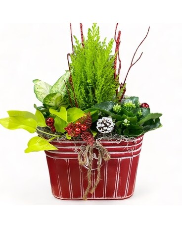 Christmas Joy Planter Dish Garden Plant