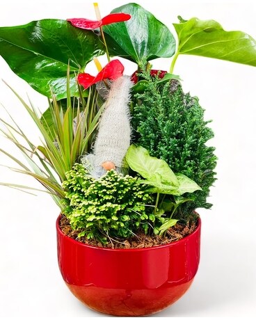 XL Gnome Christmas Planter Dish Garden Plant