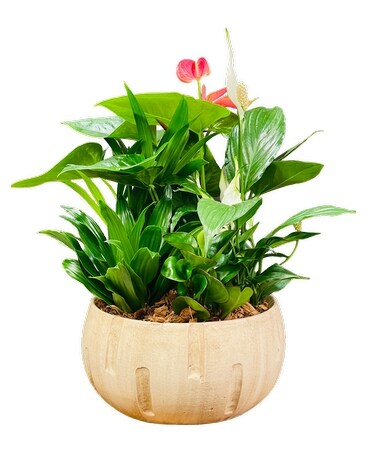 Anthurium Bowl Planter Dish Garden Plant