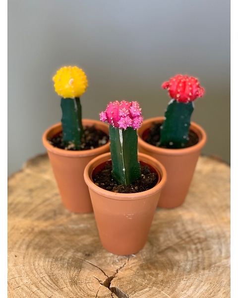 Grafted Moon Cactus in Ajax ON - Reed's Florist Ltd